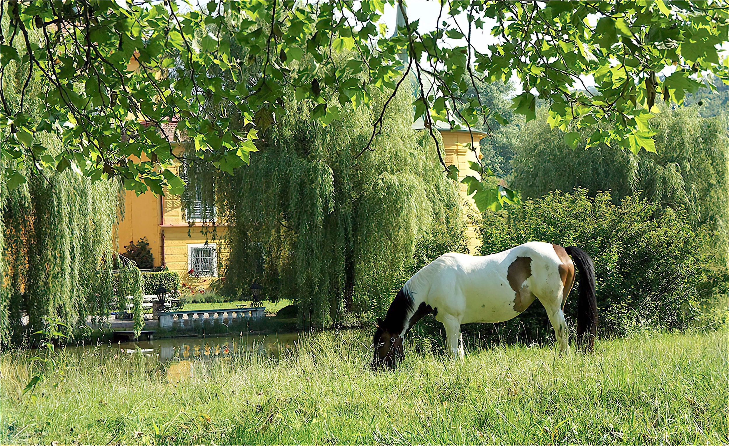 pferde in wasserburg